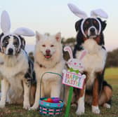 Easter can present hidden dangers for dogs.