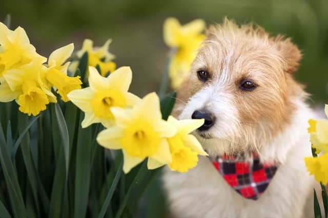 Daffodils are a pretty spring sight - but can cause problems for dogs.