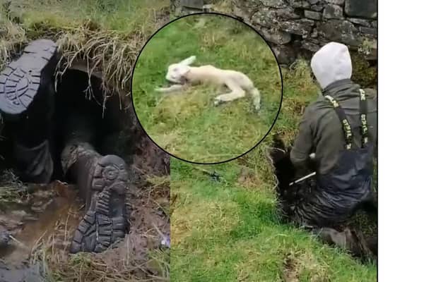 Farmer saves lamb from pipe