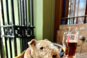 Bertie the lakeland terrier accidentally became an international celebrity - after his owner made him a social media page in a bid to 'find a dog walker'.