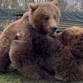 Bears Eso and Byara 'wrestle' at zoo.