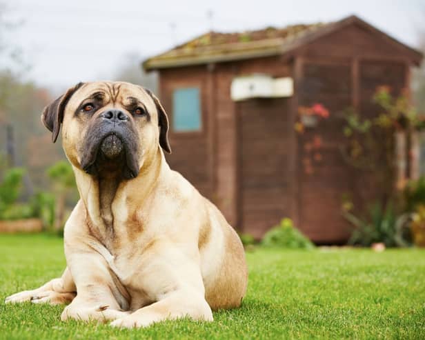 Dogs love gardens - but there can be some hidden dangers.