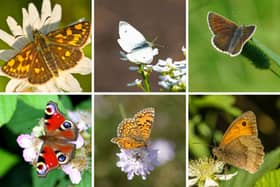 Some of the Scottish butterflies that have seen their numbers soar in recent years.