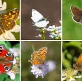 Some of the Scottish butterflies that have seen their numbers soar in recent years.