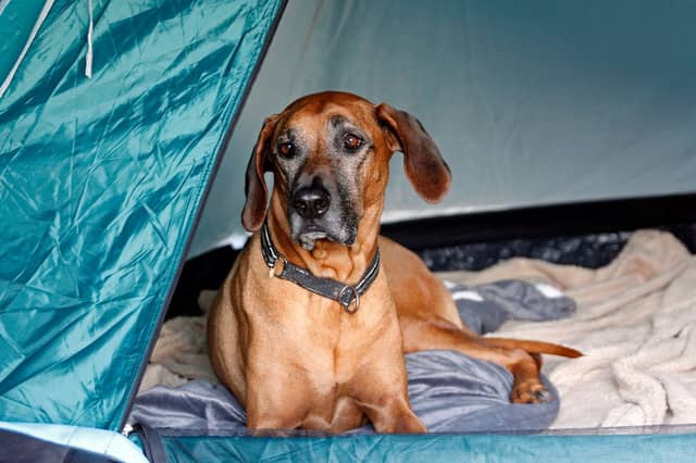 Taking a dog camping can be a great adventure.