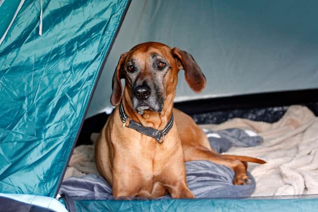 Taking a dog camping can be a great adventure.