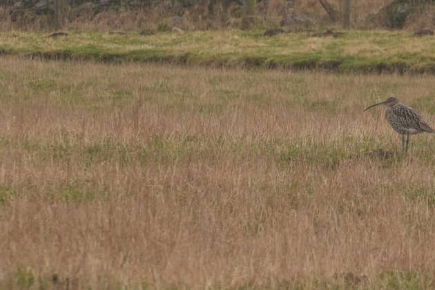 A curlew at Rottal Estate in the Angus glens 