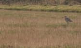A curlew at Rottal Estate in the Angus glens 