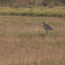 A curlew at Rottal Estate in the Angus glens 