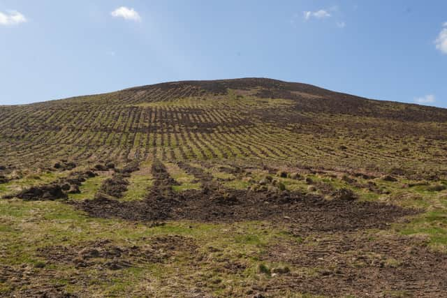 Thousands of trees have already been planted in the proposed site after Scottish Forestry gave the scheme the green light 