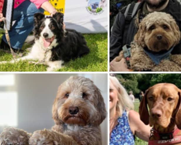 Some of the four-legged friends in contention for the title of Holyrood Dog of the Year 2024.