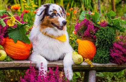 Dogs love gardens - but they need to be safe.