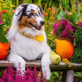 Dogs love gardens - but they need to be safe.
