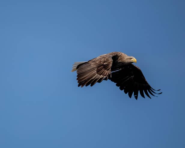 The sea eagle has made a successful comeback to the UK after being reintroduced in the 70s