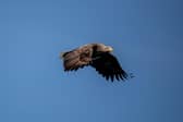 The sea eagle has made a successful comeback to the UK after being reintroduced in the 70s