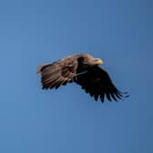 The sea eagle has made a successful comeback to the UK after being reintroduced in the 70s