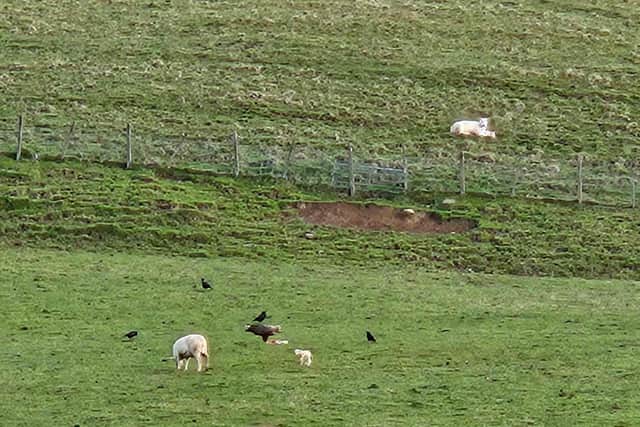 An adult sea eagle eating a lamb on another farm in the north of Scotland taken by farmer John Fyall