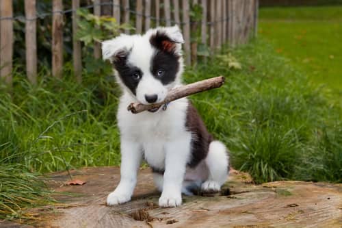Dogs love gardens - but it's important to not let your puppy go exploring too early.