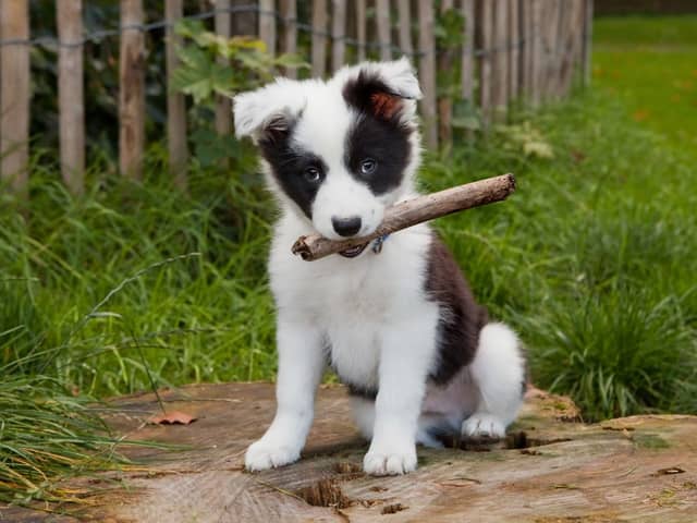 Dogs love gardens - but it's important to not let your puppy go exploring too early.