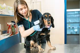 If your dog is displaying symptoms of Alabama Rot it's important to get them to the vet as soon as possible.