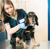 If your dog is displaying symptoms of Alabama Rot it's important to get them to the vet as soon as possible.