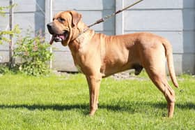 The Japanese Tosa is one of the breeds of dog that is now banned in Britain.