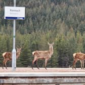 Gamekeepers have urged the successor to former Scottish Greens co-leader and minister in charge of deer management Lorna Slater to scrap proposals for out-of-season deer cull 