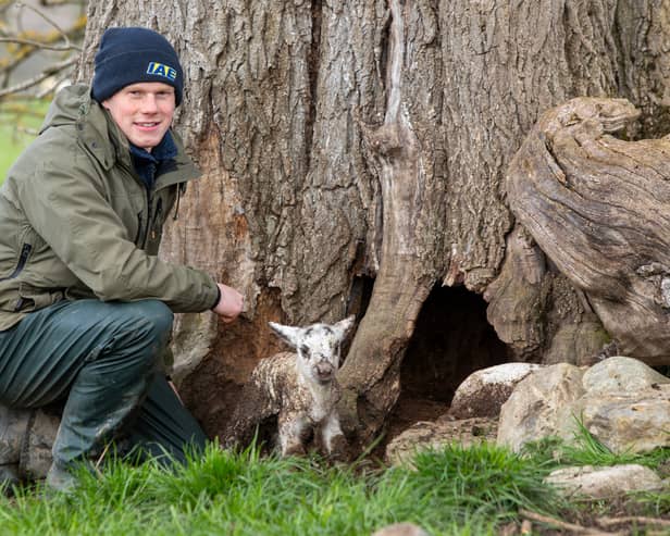 Matt McDiarmid of Mains of Murthly farm, Aberfeldy, rescuing a lamb that had been taking shelter in a tree trunk from the wet weather 