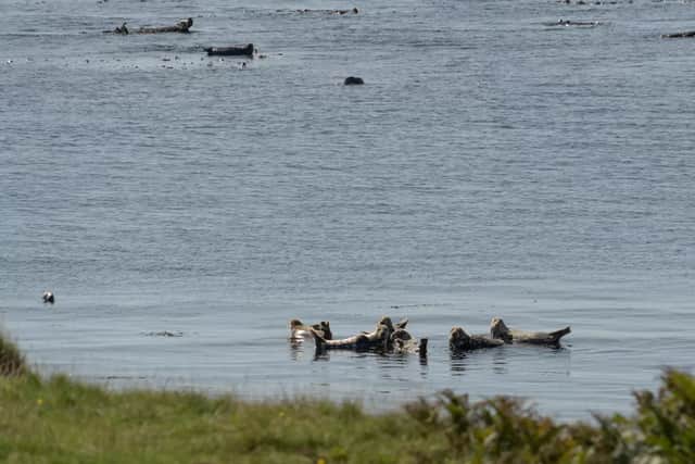 Wildlife includes deer, a huge number of seabirds and a seal colony