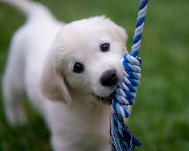 Getting a new puppy can feel daunting at first.