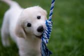 Getting a new puppy can feel daunting at first.
