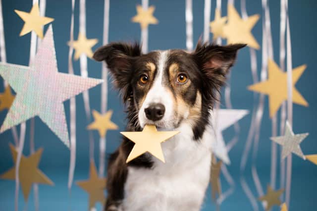 Some people believe that the best breeds of dog for you can come down to your sign of the zodiac.