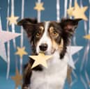 Some people believe that the best breeds of dog for you can come down to your sign of the zodiac.