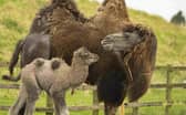 Baby camel Sally trots around her paddock.