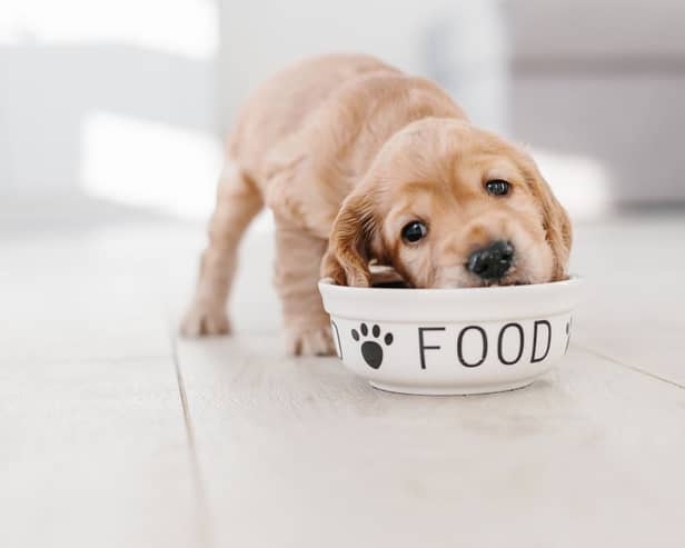 Feeding your dog the right amount of food - at the right times - is essential for its health and happiness.