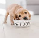 Feeding your dog the right amount of food - at the right times - is essential for its health and happiness.