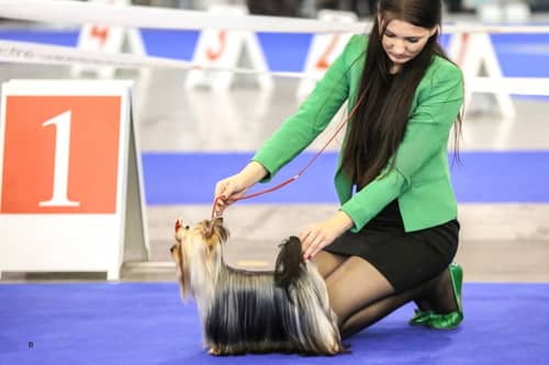 Scotland's biggest dog show is set to take place at Ingliston this weekend.