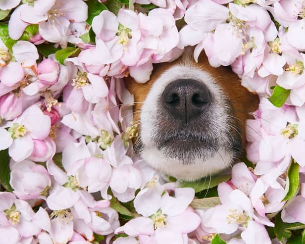 Pollen in spring and summer can be a problem for some dogs.