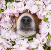 Pollen in spring and summer can be a problem for some dogs.