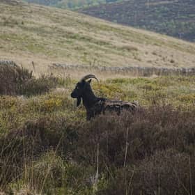 Herds of feral goats roam Langholm Moor 