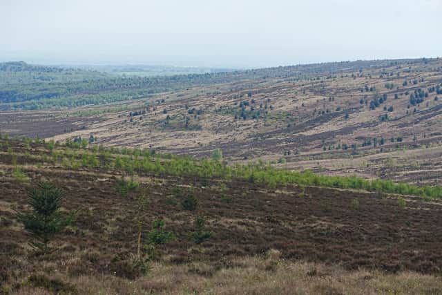 Natural regeneration across the moor that was previously run as a grouse moor before the community took over 