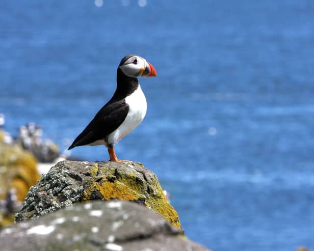 The puffin is one of Scotland's most charismatic creatures.