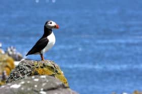 The puffin is one of Scotland's most charismatic creatures.