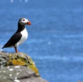 The puffin is one of Scotland's most charismatic creatures.