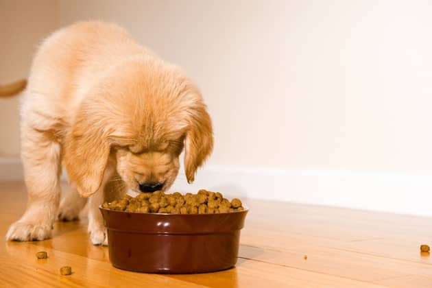 There are several benefits to choosing dry dog food to feed your pet.