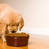 There are several benefits to choosing dry dog food to feed your pet.
