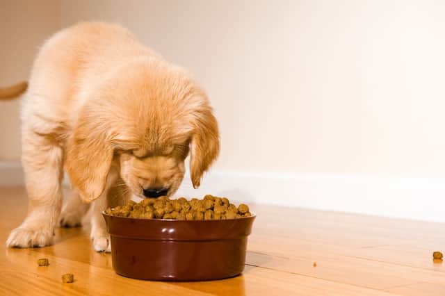 Dog Food Habits