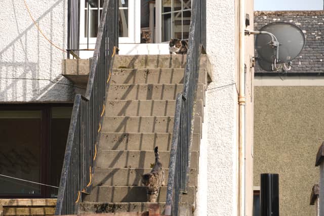  three cats enjoying the sun on some steps in Selkirk 