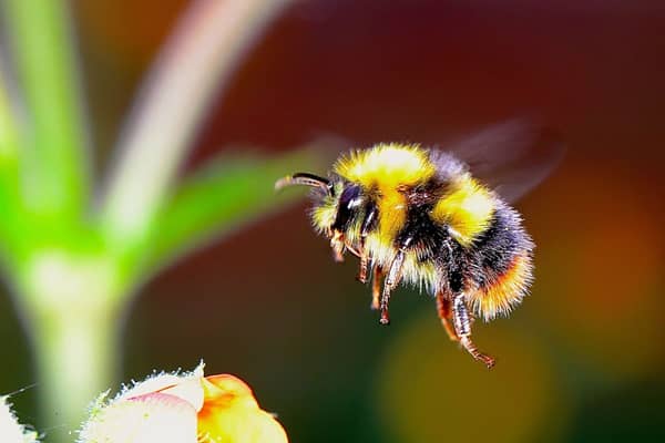 Bees are having a tough time of it at the moment - but we can all do our bit to help them out.