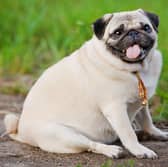 Being overweight inevitably has a detrimental effect on your adorable dog's health.
